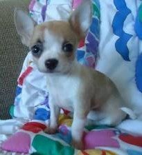 Cute little Chihuahua puppy