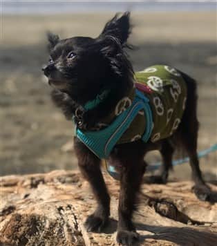 Adopted Chihuahua at the beach