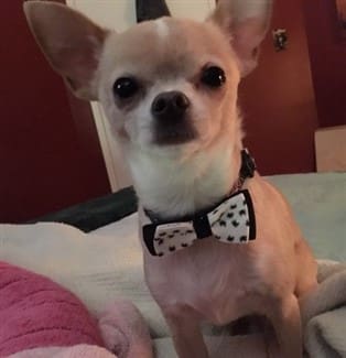 Adopted Chihuahua wearing a bow tie