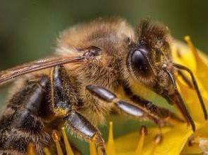 honey bee up close