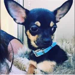 Apple domed head on a Chihuahua