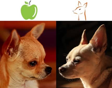 Apple head vs Deer Head Chihuahua, photo 1