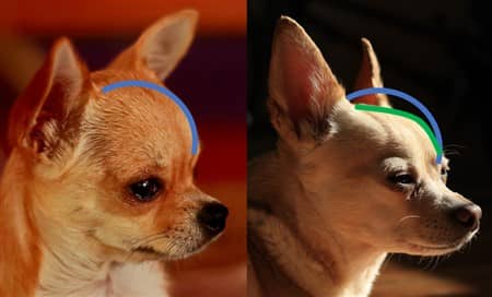 Apple vs Deer Head Chihuahua Example Two