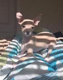 tan Chihuahua