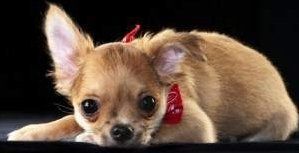 Chihuahua puppy dental care