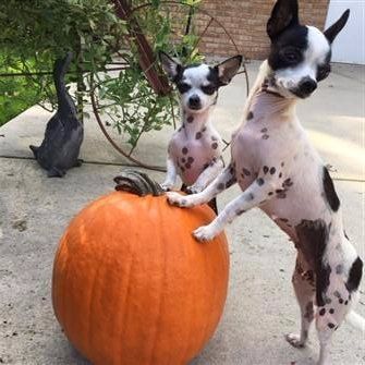 Chihuahuas spotted on white coloring