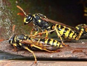 wasps, yellow jacket, two