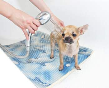 Giving Chihuahua a bath