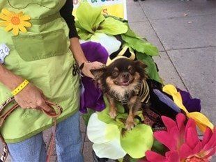 bee-costume-on-chihuahua-for-halloween