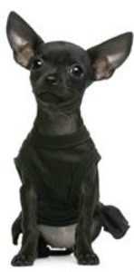 black Chihuahua dog sitting up