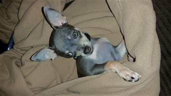 blue Chihuahua