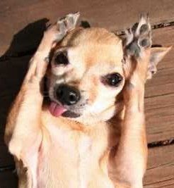 puppy making funny face