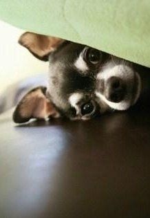 Chihuahua puppy hiding under blanket