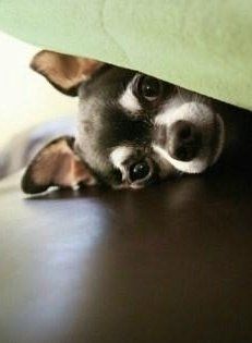 Black and white Chihuahua puppy