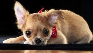 Chihuahua puppy dental care