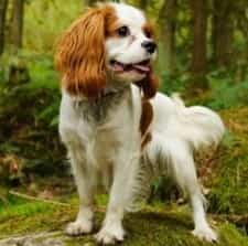 Cavalier King Spaniel size to compare to Chihuahua