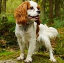 Cavalier King Spaniel size to compare to Chihuahua
