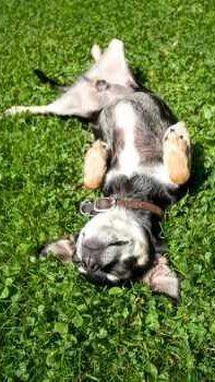 Cute puppy on his back