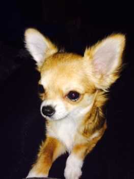 Chihuahua puppy 504