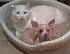 Chihuahua and cat in same bed