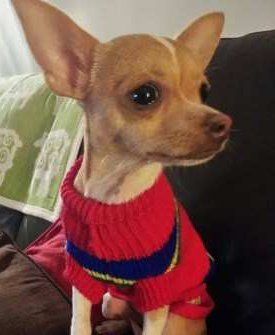 Chihuahua listening