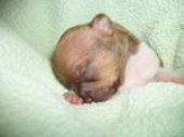 1 week old Chihuahua puppy