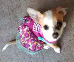 female Chihuahua dog in pink dress