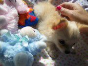baby Chihuahua