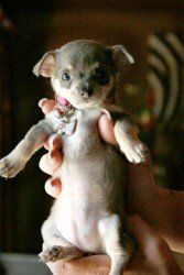 11 week old Chihuahua