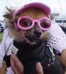Chihuahua with glasses