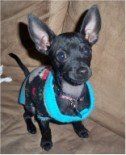 Chihuahua big ears