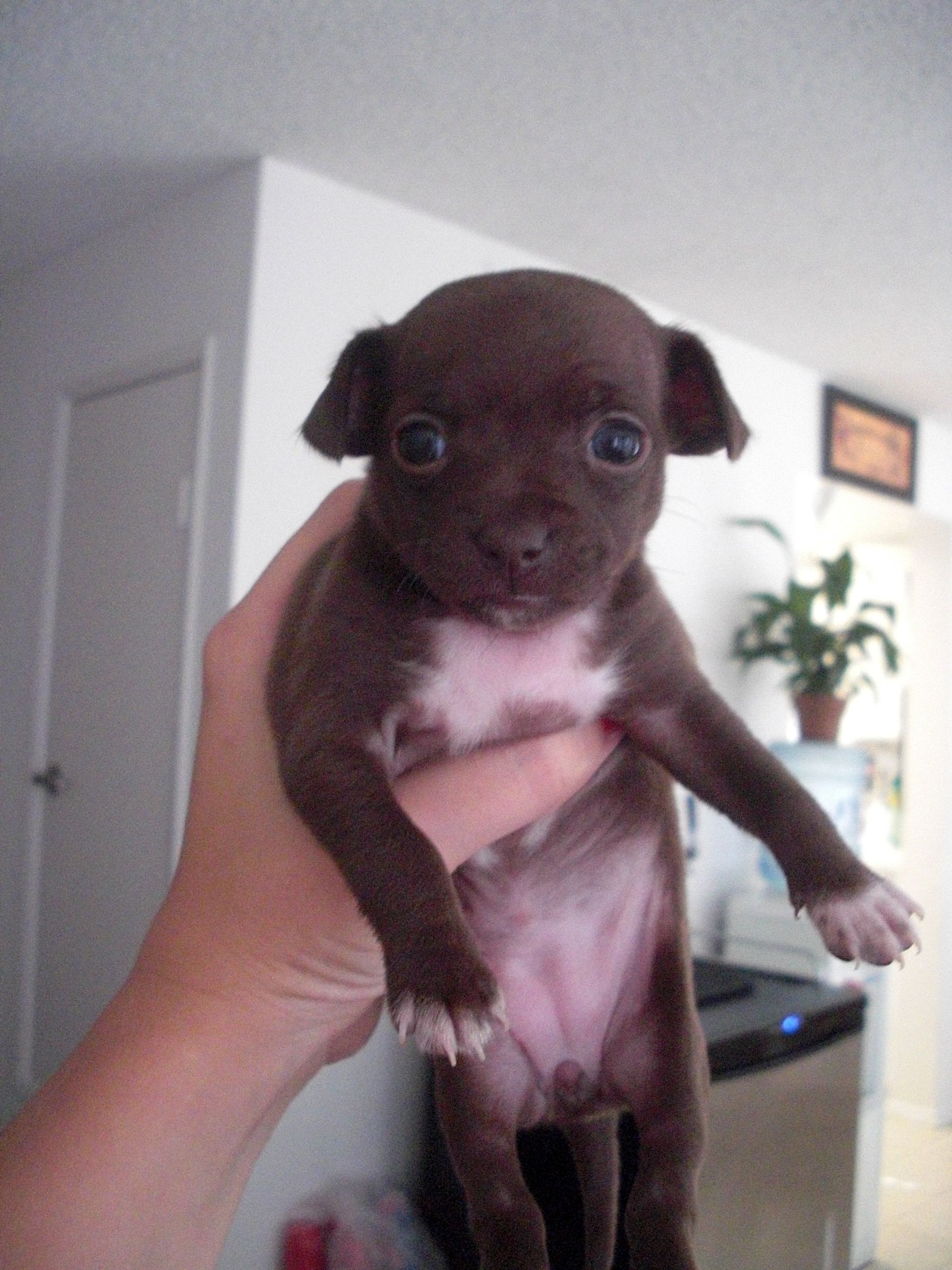Tiny Chihuahua puppy brown