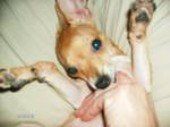 Funny Chihuahua puppy-02