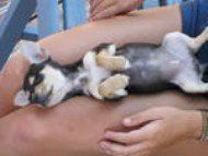 Chihuahua sleeping