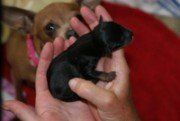 newborn Chihuahua puppy black