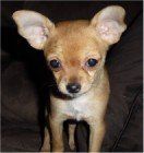 Chihuahua big ears- tan and cream