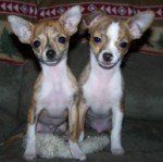 Two Chihuahua dogs