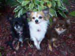 Different colors of Chihuahua dogs
