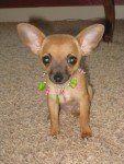 Chihuahua puppy with large ears