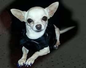 Chihuahua, 9 years old