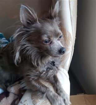 Chihuahua adopted from dog pound in VA