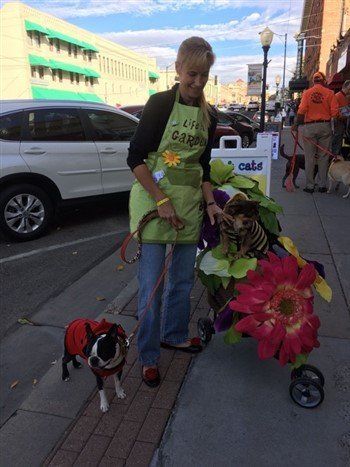 chihuahua-at-halloween-contest