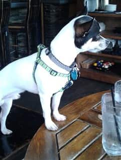 Chihuahua at a restaurant
