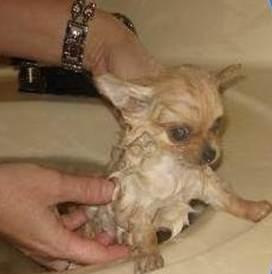 Bathing a Chihuahua in sink