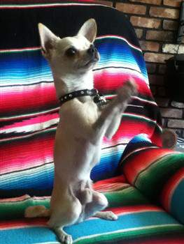Chihuahua begging for cheese
