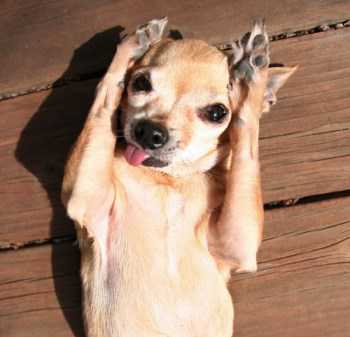 Chihuahua behaving silly