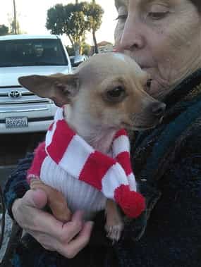 Chihuahua being carried