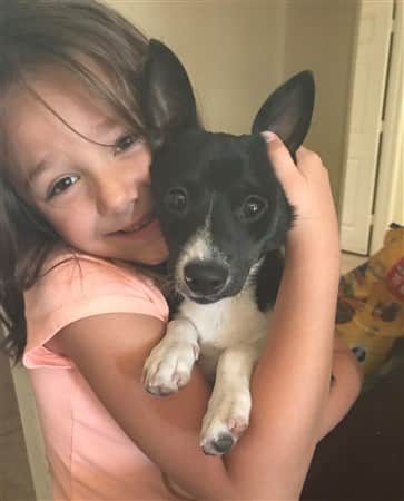 chihuahua-black-and-pink-paw-pads-with-young-girl