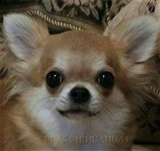 Chihuahua Breeder Mississippi