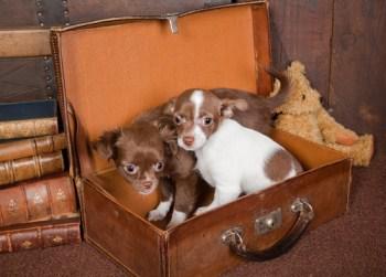 Chihuahua puppies sitting in suitcase
